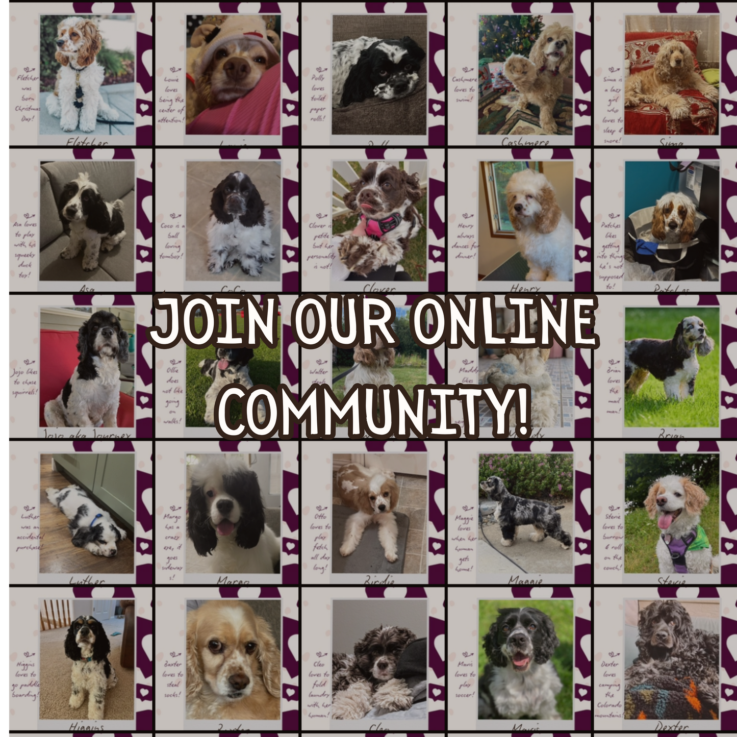Share Your Spaniel For Our Socials!