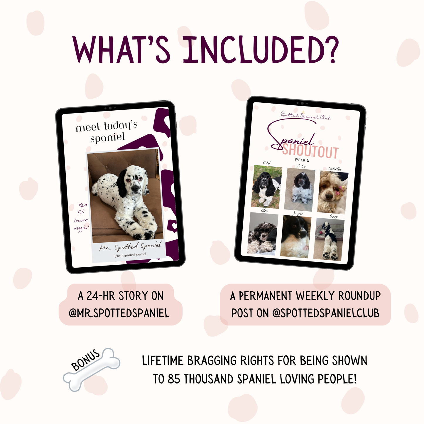 Share Your Spaniel For Our Socials!