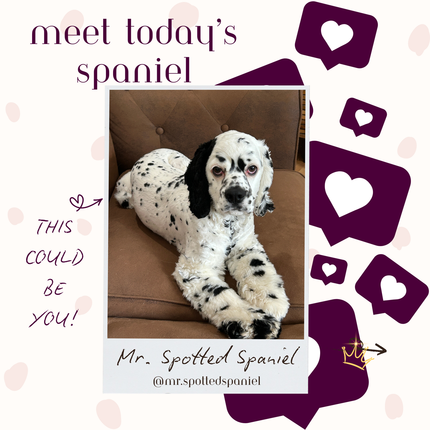 Share Your Spaniel For Our Socials!